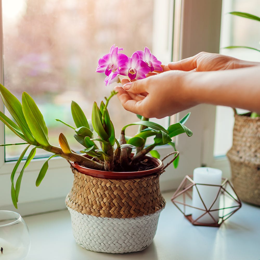 Flower,Plant,Flowerpot,Houseplant,Table,Terrestrial plant,Petal,Flower Arranging,Vase,Flowering plant