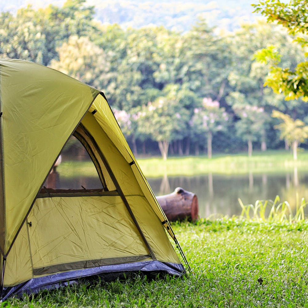 Plant,Tent,Natural environment,Shade,Tree,Yellow,Grass,Natural landscape,Camping,Leisure