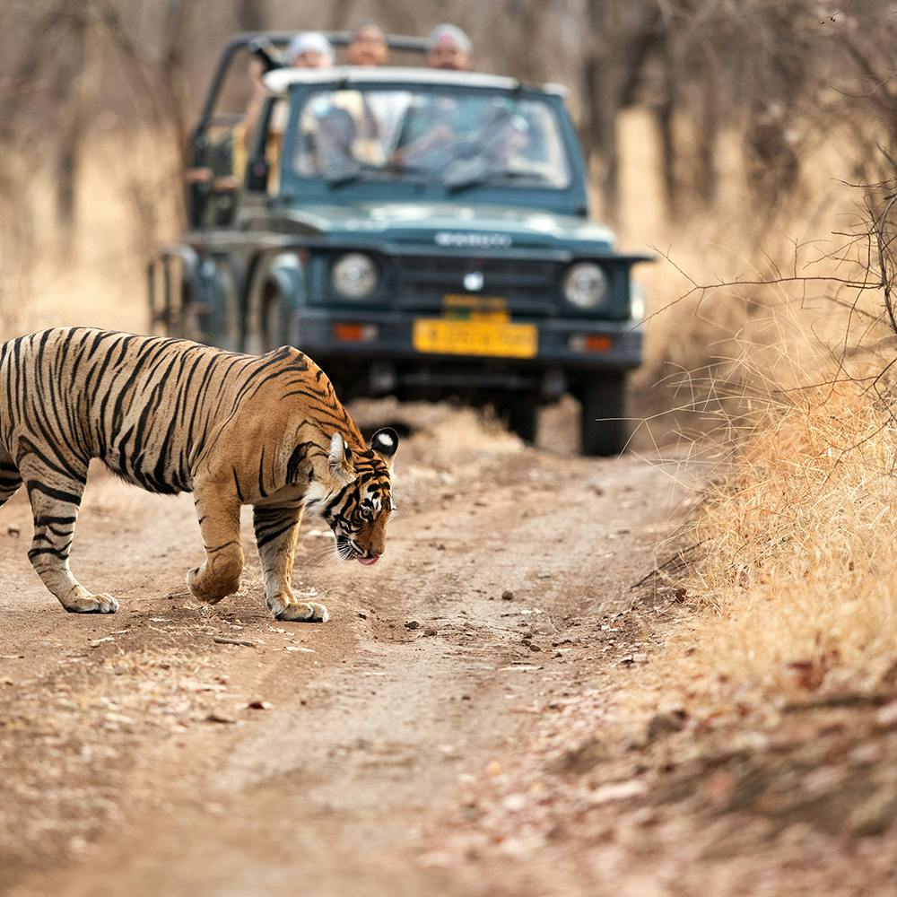 Vehicle,Car,Siberian tiger,Bengal tiger,Automotive tire,Tire,Carnivore,Tiger,Felidae,Motor vehicle