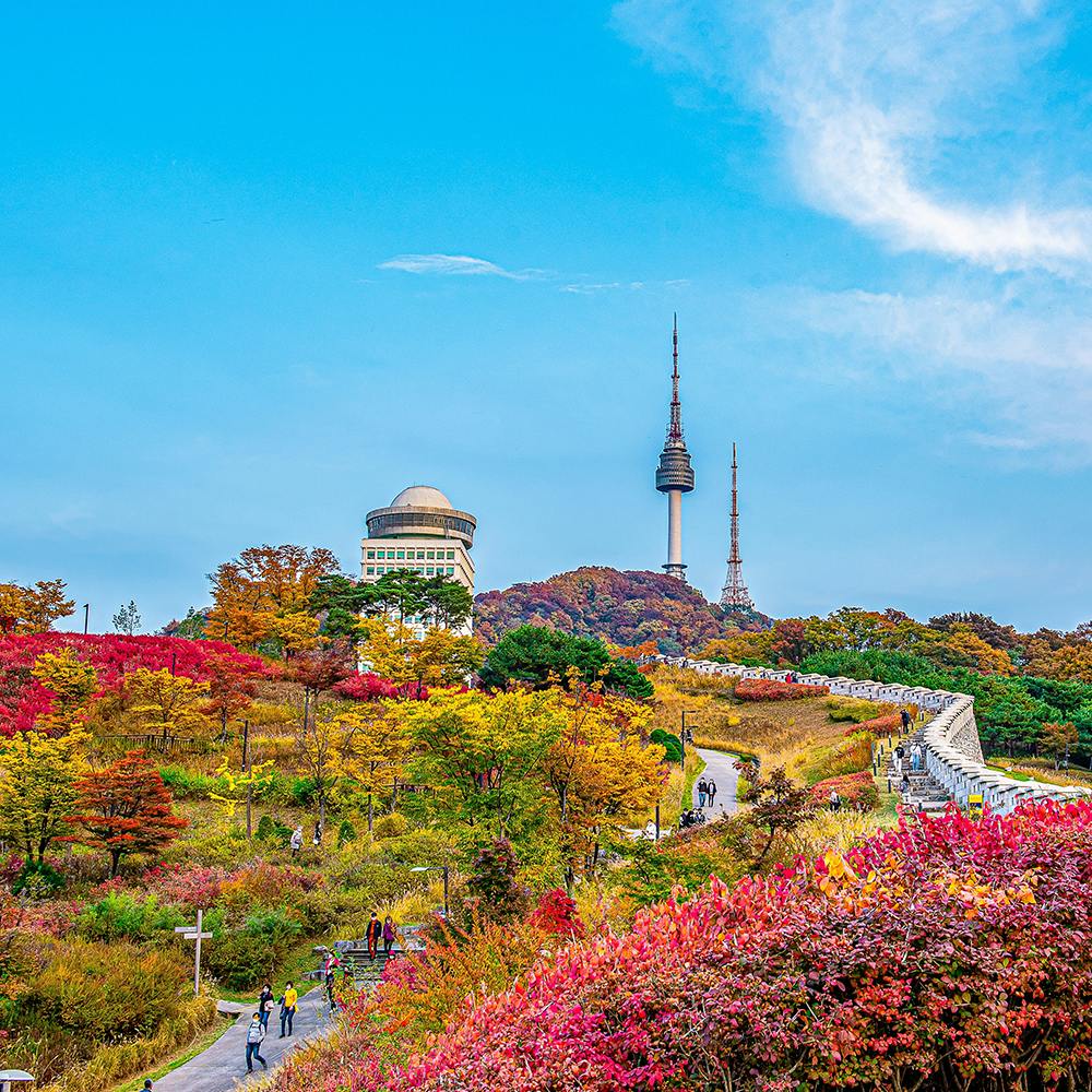 Sky,Cloud,Flower,Plant,Natural landscape,Tree,Landscape,Shrub,Leisure,City