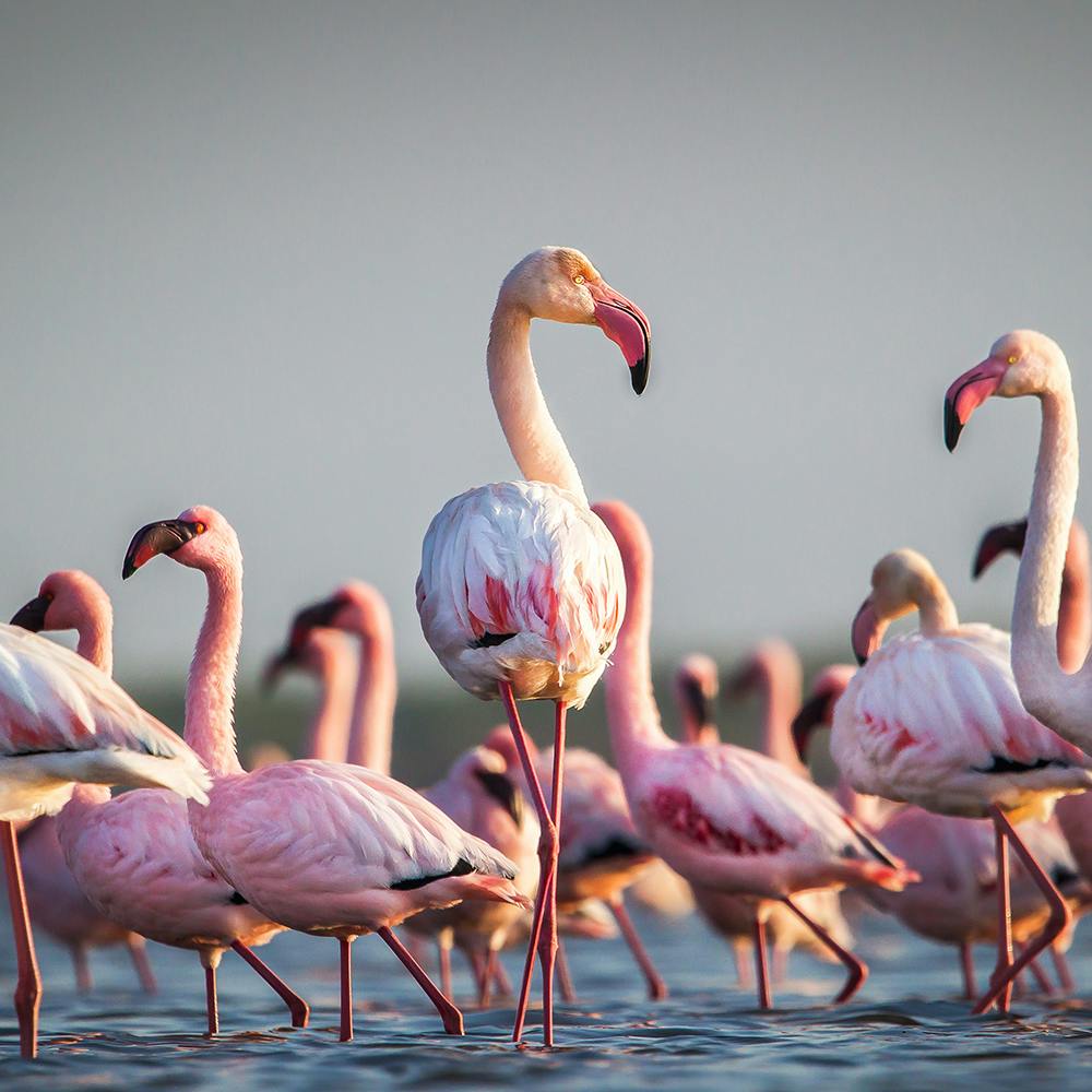 Bird,Greater flamingo,Sky,Vertebrate,Light,Flamingo,Beak,Neck,Natural landscape,Organism