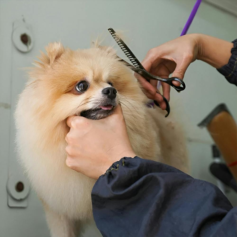 Best pet salons near me best sale