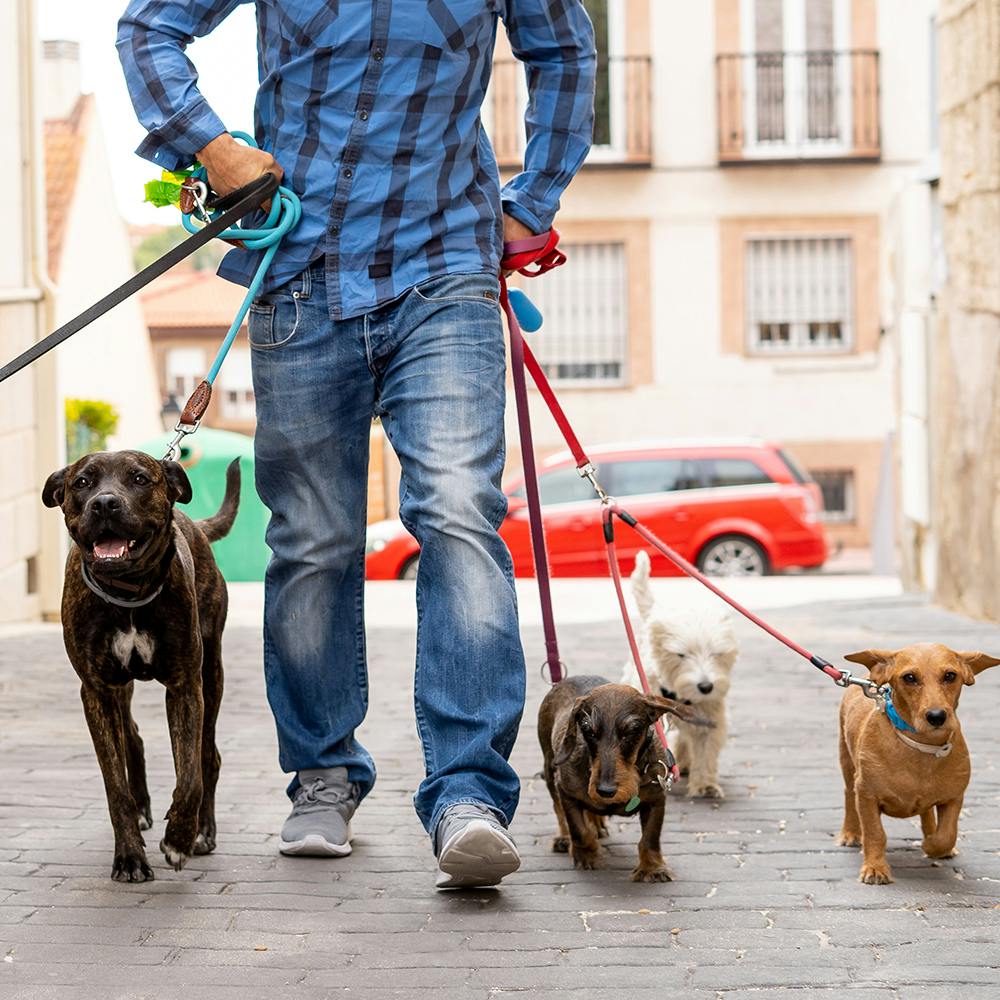 Jeans,Dog,Vertebrate,Window,Carnivore,Sleeve,Collar,Mammal,Wheel,Dog breed