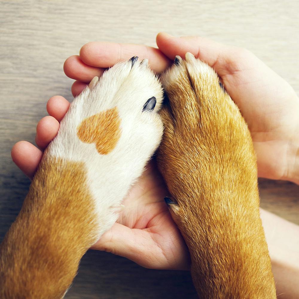 Hand,Ear,Finger,Gesture,Fawn,Nail,Rodent,Thumb,Whiskers,Snout