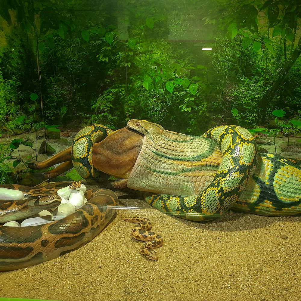 Plant,Reptile,Scaled reptile,Grass,Terrestrial plant,Snake,Terrestrial animal,Landscape,Art,Wood