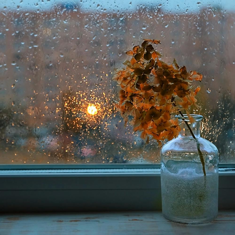 Liquid,Plant,Window,Flowerpot,Drinkware,Fluid,Sunlight,Atmospheric phenomenon,Morning,Tree