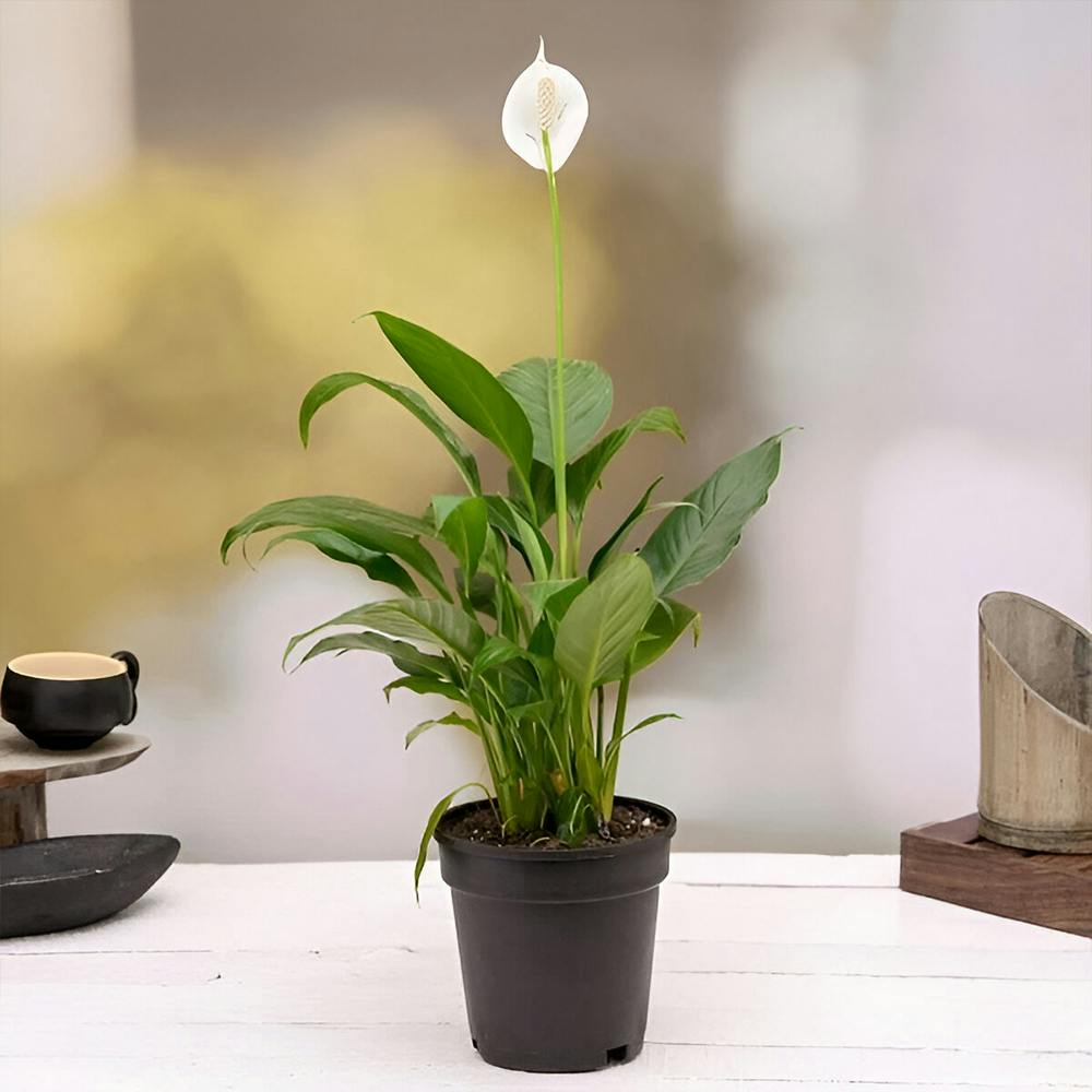 Peace Lily for Wonderful Day - Gift Plant