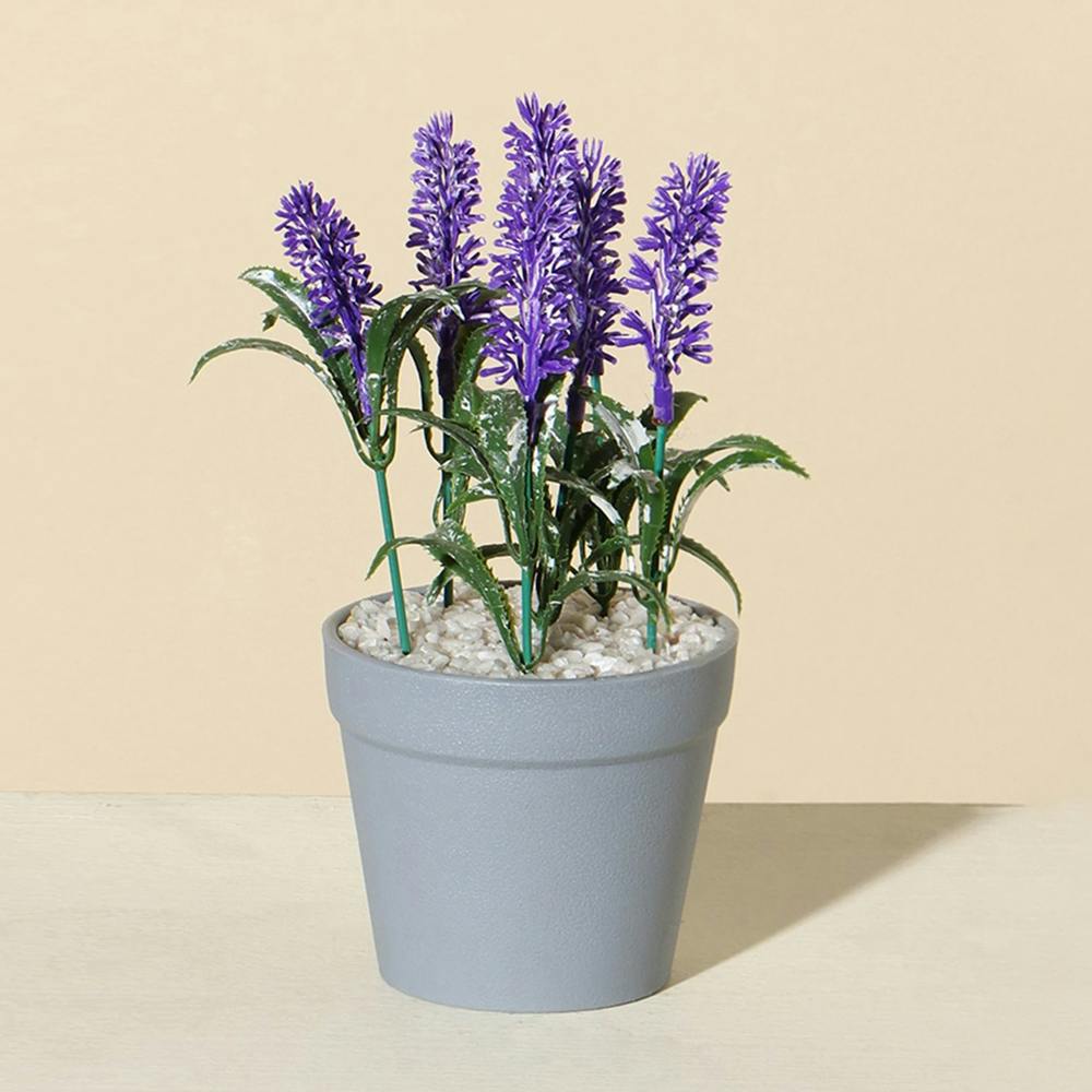 Westside Home Purple Lavender Plant