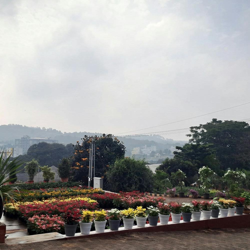 Flower,Sky,Cloud,Plant,Tree,Street light,Landscape,Road,Shrub,Mountain