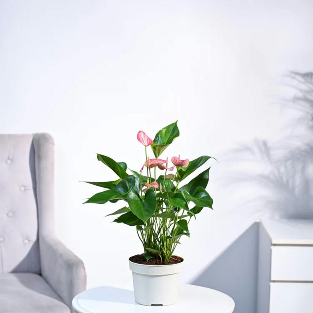 Anthurium Livium Plant