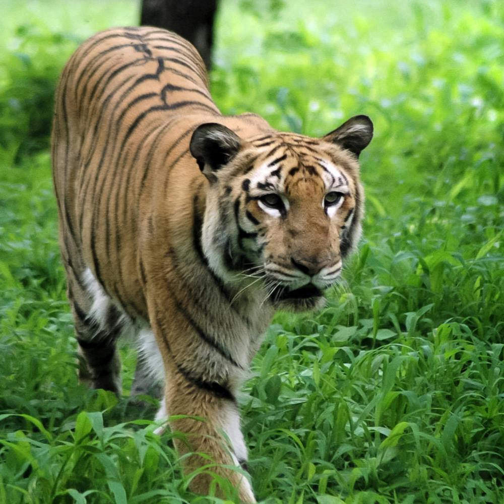 Bengal tiger,Siberian tiger,Plant,Tiger,Felidae,Carnivore,Whiskers,Grass,Fawn,Big cats