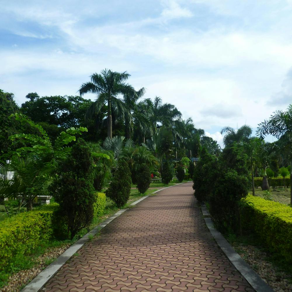 Cloud,Sky,Plant,Property,Tree,Natural landscape,Road surface,Vegetation,Asphalt,Arecales