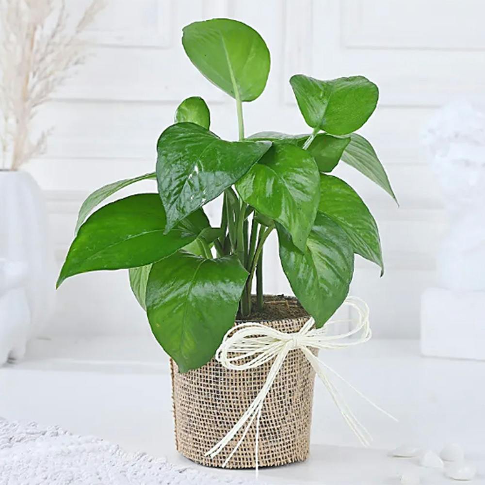 Fnp Money Plant